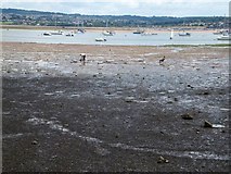 SX9780 : The Exe estuary east of Cockwood by David Smith