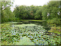 Pond, Soberton Heath