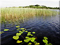 Lily pads and reeds, Mill Lough