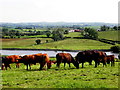 H2538 : Cows grazing, Ardtonnagh by Kenneth  Allen