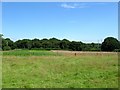 Bellows Nose/Copse Field