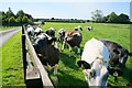 Cattle at Scoreby Grange Farm