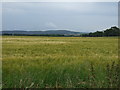 Crop field off the B9091