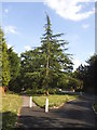 Deodar tree on Totteridge Village