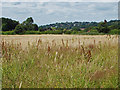 View towards Guildford