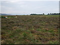 Culloden Moor