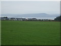 Grazing near Blackpark Farm