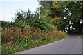 Mid Devon : Country Lane