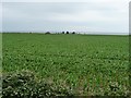 ST0043 : Maize field, near Ker Moor by Christine Johnstone
