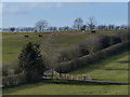 Horses and fields near Saddington