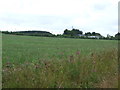 Crop field off the A96