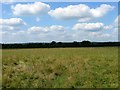 Orchard Field/Goose Field/Furze Field