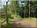 Paths in the Squirrel Wood