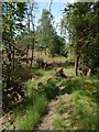 Path through the Squirrel Wood