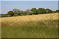 Wheat Field