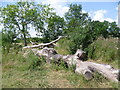 Fallen trees on Little Wormwood Scrubs