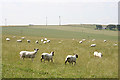 Ovine Posteriors