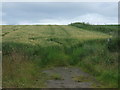 Crop field near Dukewell