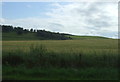 NJ6628 : Crop field near Bridgend of Shevock by JThomas