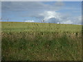 Crop field off the A96