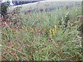 Plant with yellow flowers, Round Maple