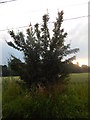 Small tree in Round Maple