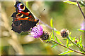 North Devon : Butterfly