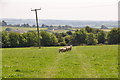 North Devon : Grassy Field