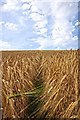 North Devon : Crop Field