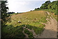 North Devon : Grassy Field & Sheep