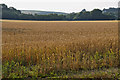 North Devon : Crop Field