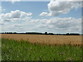 TF1330 : Field of oats by Bob Harvey