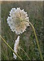 Wild carrot (Daucus carota) at Rodsall Manor