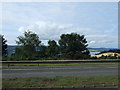 Trees beside the A9