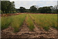 Asparagus field next to the byway to Claxby House Farm