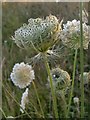 Wild carrot (Daucus carota) at Rodsall Manor (2): seed-heads