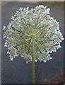 Wild carrot (Daucus carota) at Rodsall Manor (3)