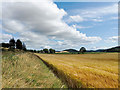 Beside National Cycle Network Route 1 near Munlochy