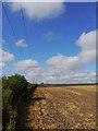 Cultivated Barley Stubble