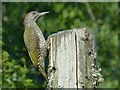 Juvenile Green Woodpecker