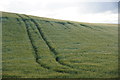 Cereal field, Sunny Bank, Dornoch