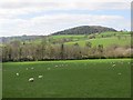 SO3887 : Sheep grazing, Plowden by Richard Webb