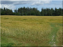 NH6972 : Crop field near Badachonacher by JThomas
