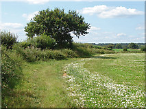 SU9346 : Field boundary near Shackleford by Alan Hunt