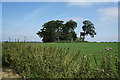 A small Copse off Lotherton Lane