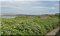 Coastal bushes east of Watchet