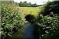 Cock Beck near Hayton House Farm