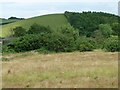 Wooded hillside south-east of Egrove Farm