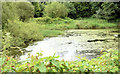 Old mill pond, Comber - July 2014(2)