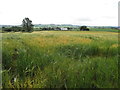 H3086 : Barley crop, Fyfin by Kenneth  Allen